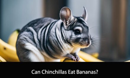Can Chinchillas Eat Bananas?