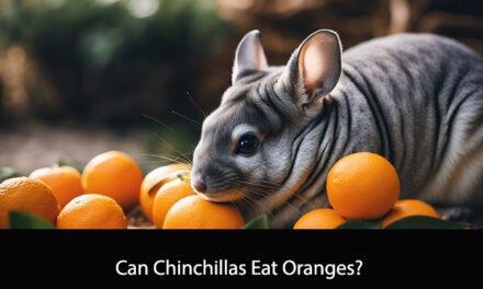 Can Chinchillas Eat Oranges?