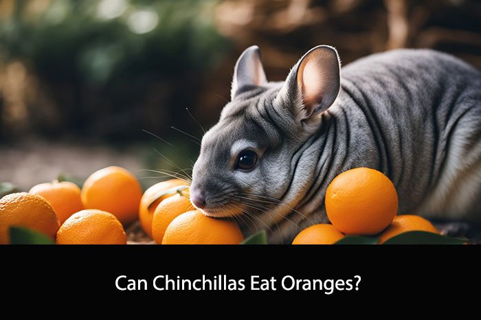Can Chinchillas Eat Oranges?