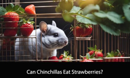 Can Chinchillas Eat Strawberries?