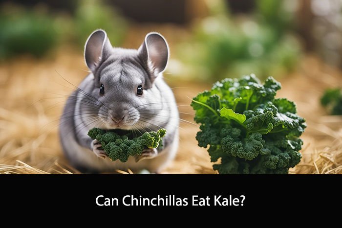 Can Chinchillas Eat Kale?