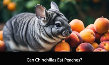 Can Chinchillas Eat Peaches?