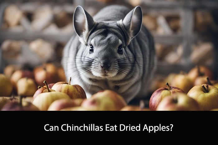 Can Chinchillas Eat Dried Apples?