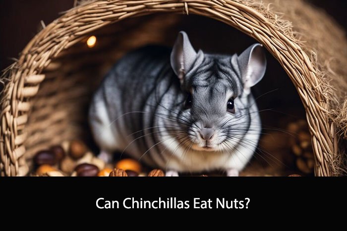 Can Chinchillas Eat Nuts?