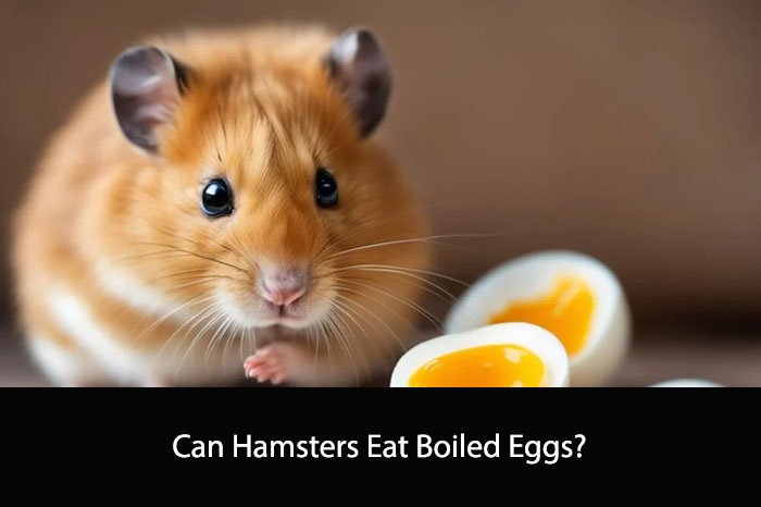 Can Hamsters Eat Boiled Eggs?