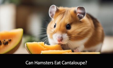 Can Hamsters Eat Cantaloupe?