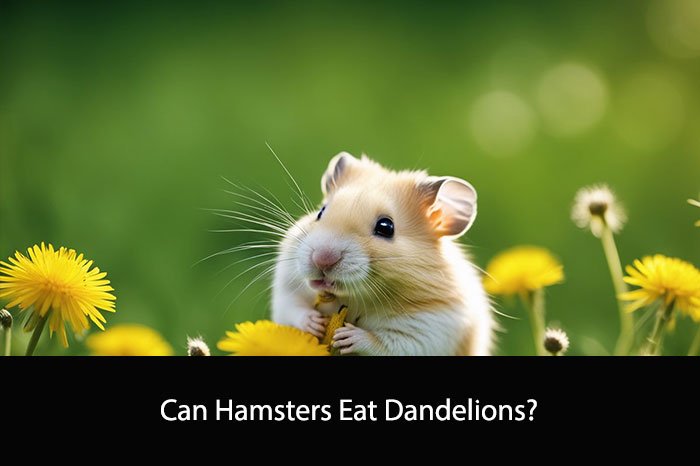 Can Hamsters Eat Dandelions?