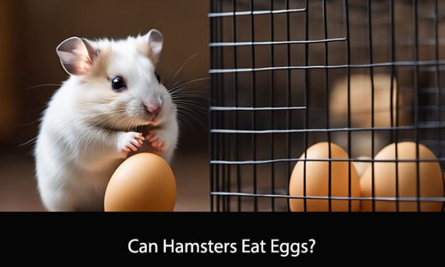 Can Hamsters Eat Eggs?