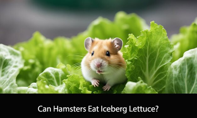 Can Hamsters Eat Iceberg Lettuce?
