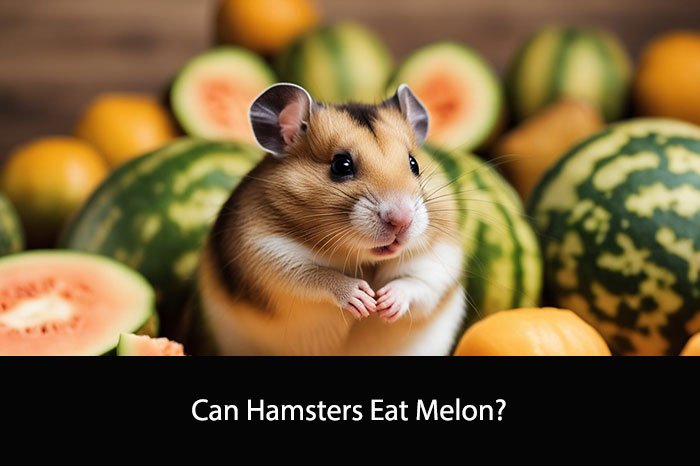 Can Hamsters Eat Melon?