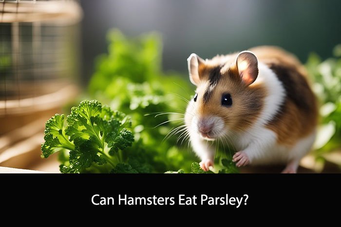 Can Hamsters Eat Parsley?