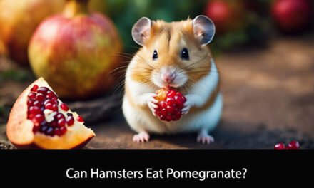 Can Hamsters Eat Pomegranate?