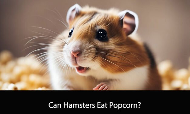 Can Hamsters Eat Popcorn?