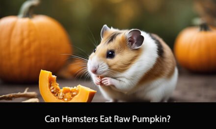 Can Hamsters Eat Raw Pumpkin?