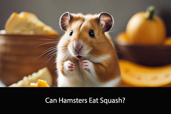 Can Hamsters Eat Squash?