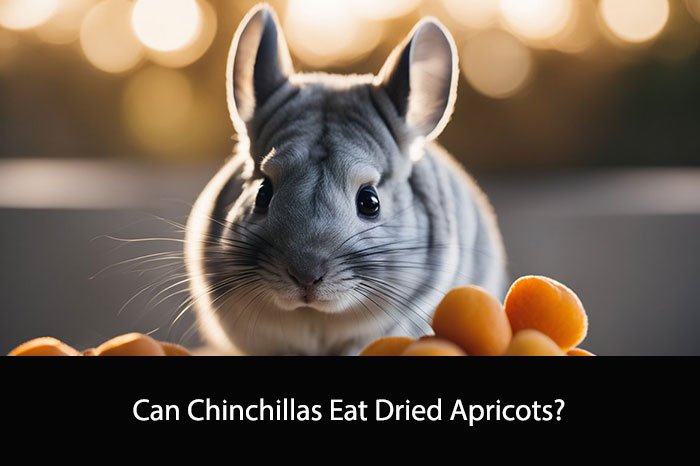 Can Chinchillas Eat Dried Apricots?