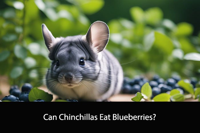 Can Chinchillas Eat Blueberries?