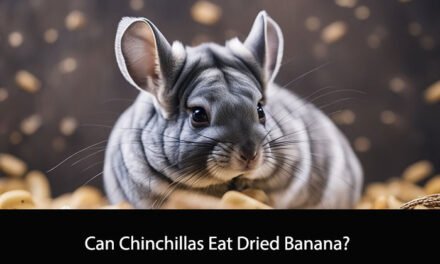 Can Chinchillas Eat Dried Banana?