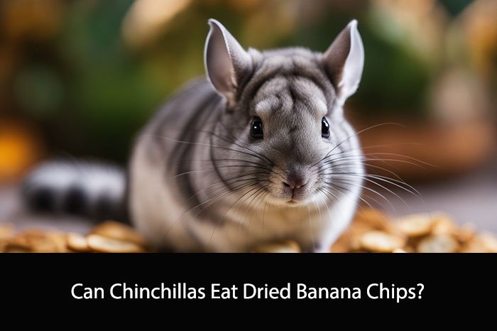 Can Chinchillas Eat Dried Banana Chips?