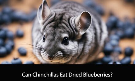 Can Chinchillas Eat Dried Blueberries?