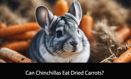 Can Chinchillas Eat Dried Carrots?