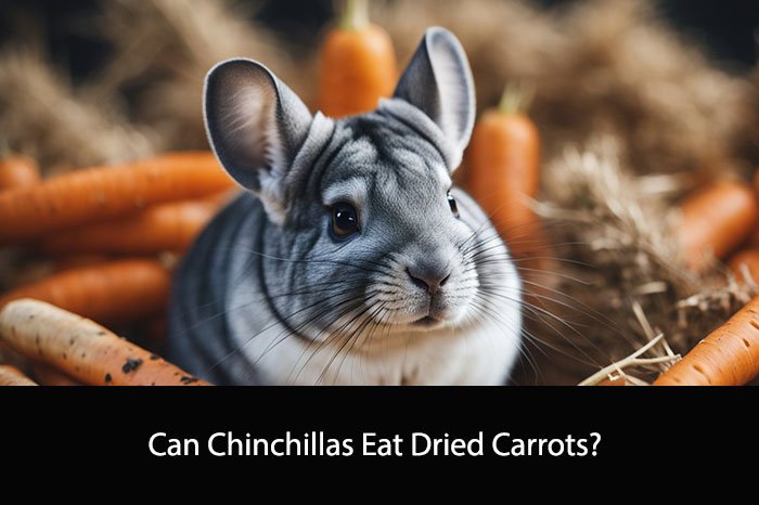 Can Chinchillas Eat Dried Carrots?