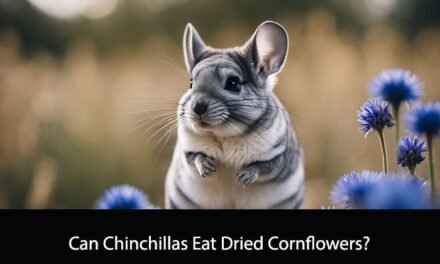 Can Chinchillas Eat Dried Cornflowers?
