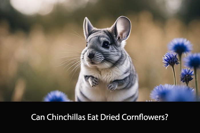 Can Chinchillas Eat Dried Cornflowers?