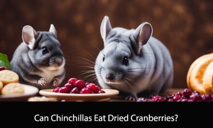 Can Chinchillas Eat Dried Cranberries?