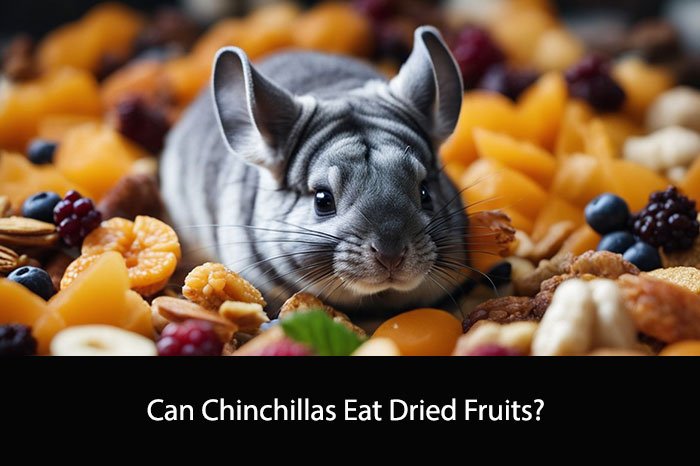 Can Chinchillas Eat Dried Fruits?