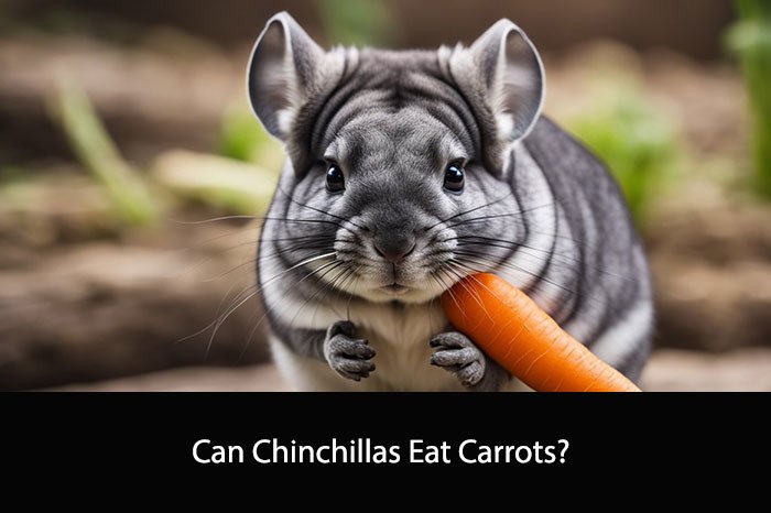 Can Chinchillas Eat Carrots?