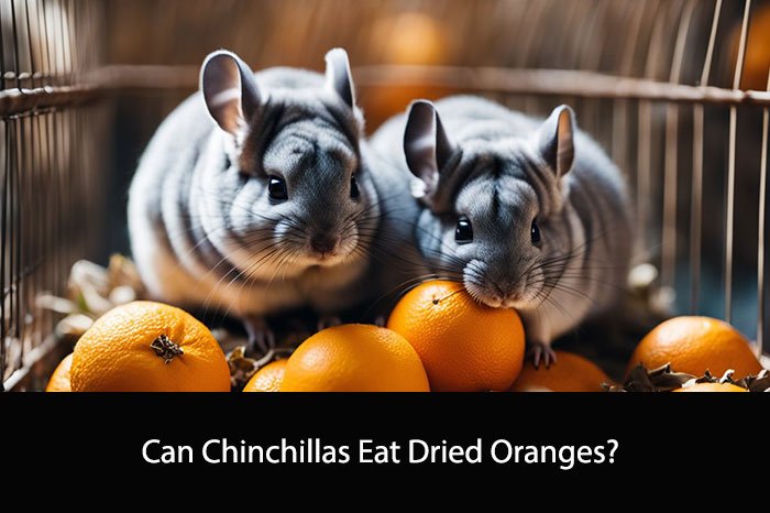 Can Chinchillas Eat Dried Oranges?