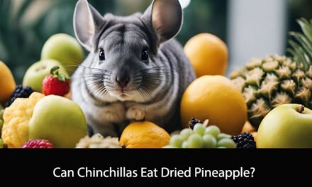 Can Chinchillas Eat Dried Pineapple?
