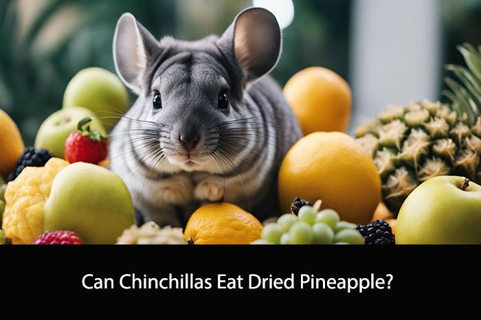 Can Chinchillas Eat Dried Pineapple?