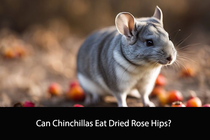 Can Chinchillas Eat Dried Rose Hips?