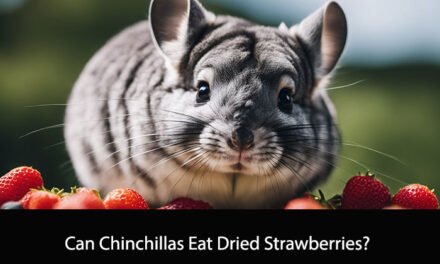 Can Chinchillas Eat Dried Strawberries?
