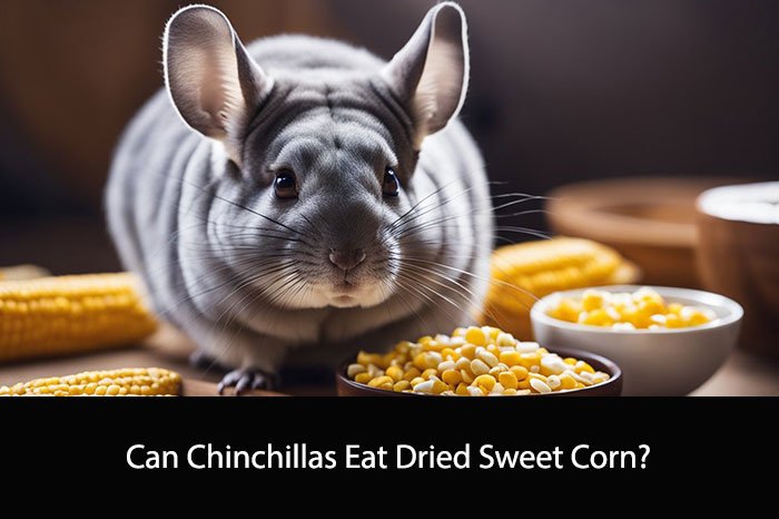 Can Chinchillas Eat Dried Sweet Corn?