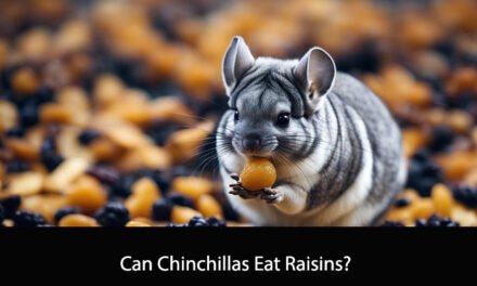 Can Chinchillas Eat Raisins?