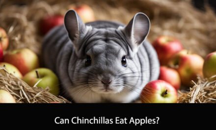 Can Chinchillas Eat Apples?
