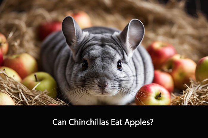 Can Chinchillas Eat Apples?