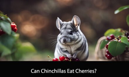 Can Chinchillas Eat Cherries?