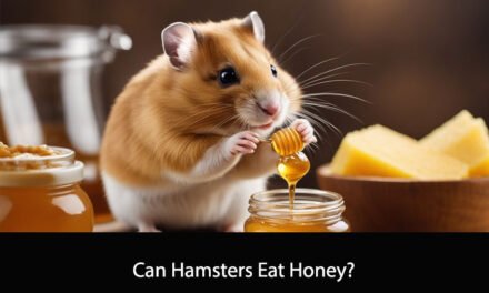 Can Hamsters Eat Honey?