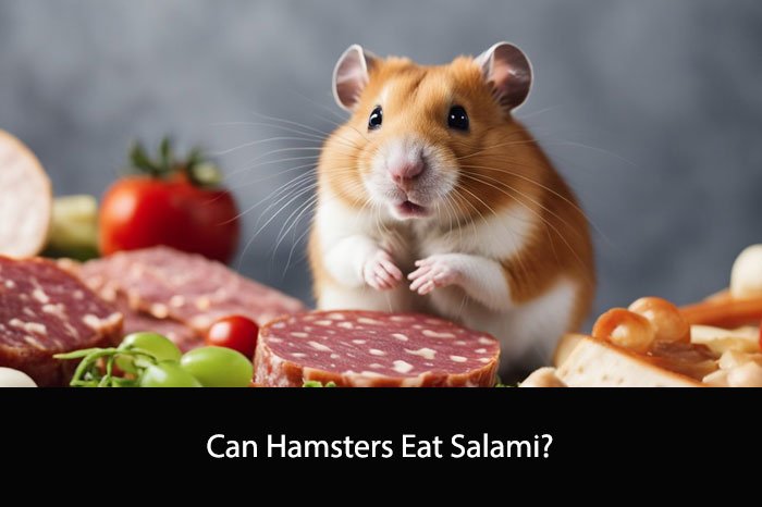 Can Hamsters Eat Salami?