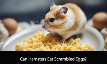 Can Hamsters Eat Scrambled Eggs?