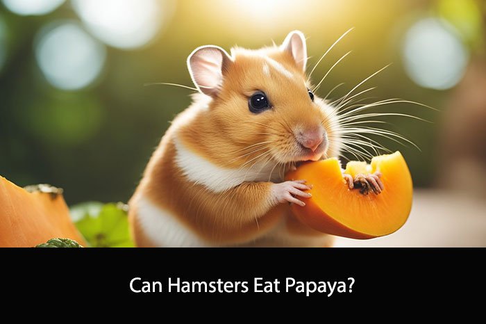 Can Hamsters Eat Papaya?
