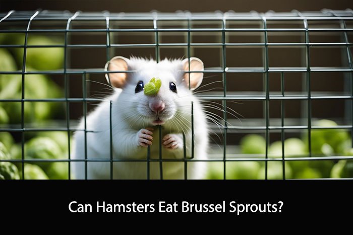 Can Hamsters Eat Brussel Sprouts?