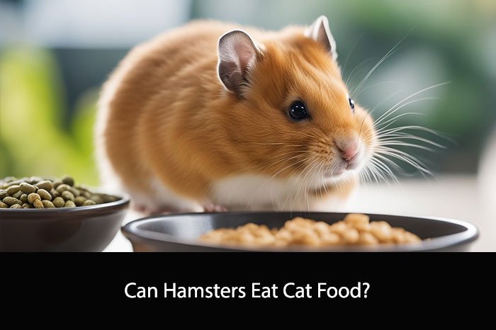 Can Hamsters Eat Cat Food?