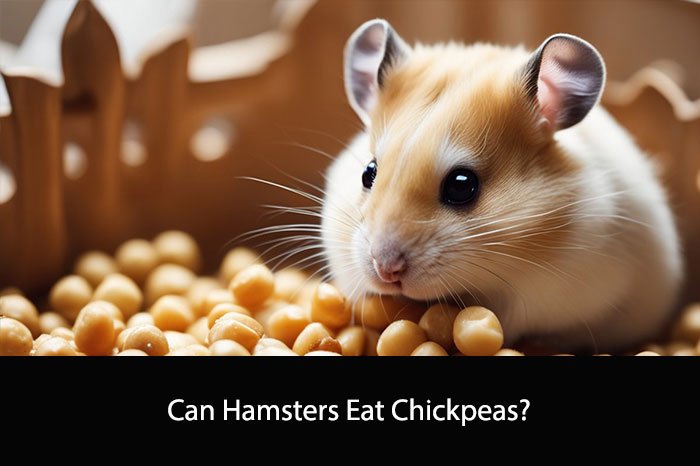 Can Hamsters Eat Chickpeas?