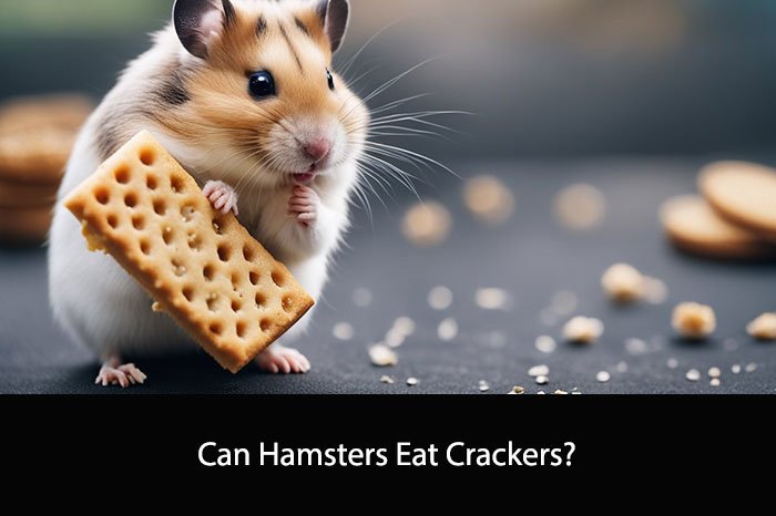 Can Hamsters Eat Crackers?