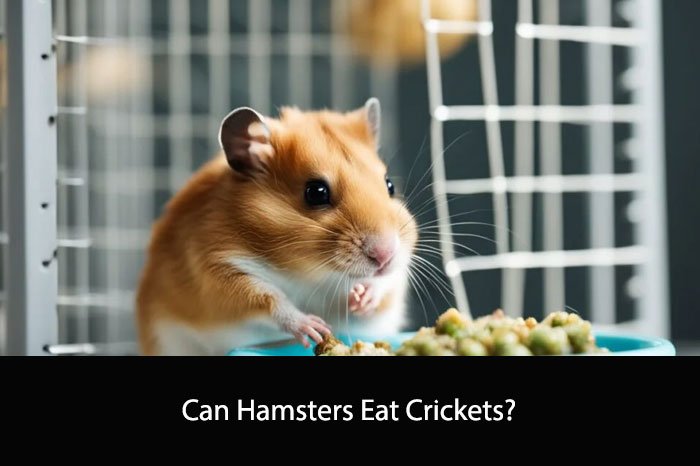 Can Hamsters Eat Crickets?